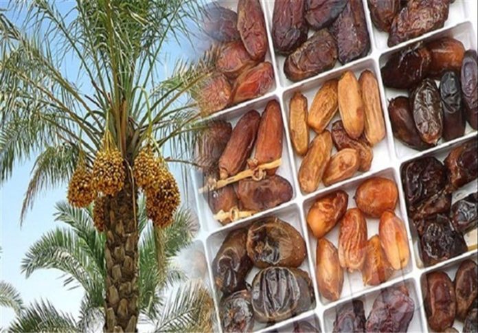 پاکستان میں تین سو سے زائد کھجور کی اقسام ہیں،زرعی ترجمان