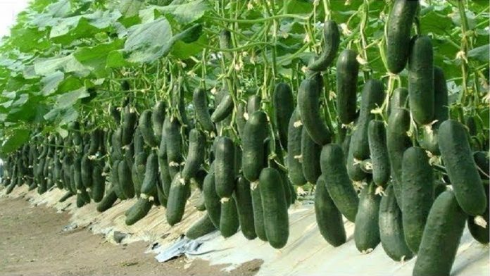 cucumber