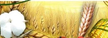 کپاس، مکئی