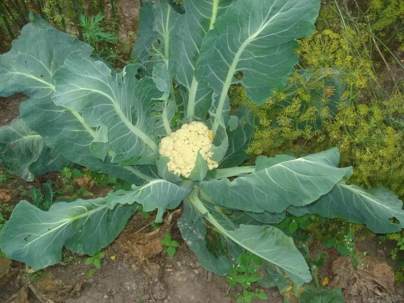 گوبھی کی پنیری
