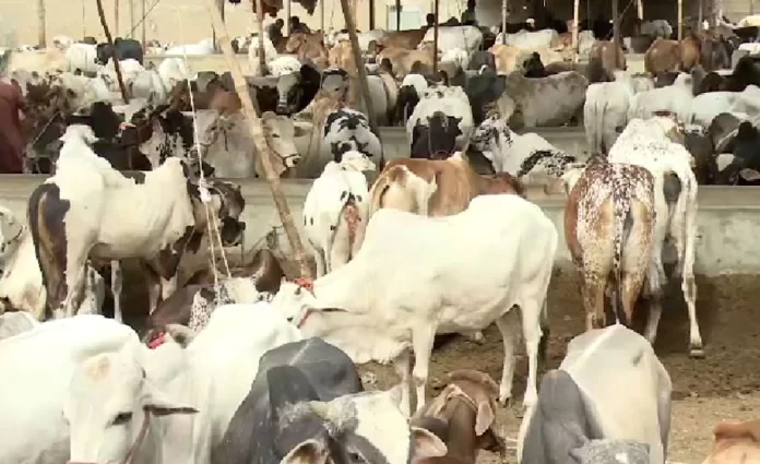 ملک بھر میں رواں برس بھی اجتماعی قربانی کے رجحان میں اضافہ ریکارڈ