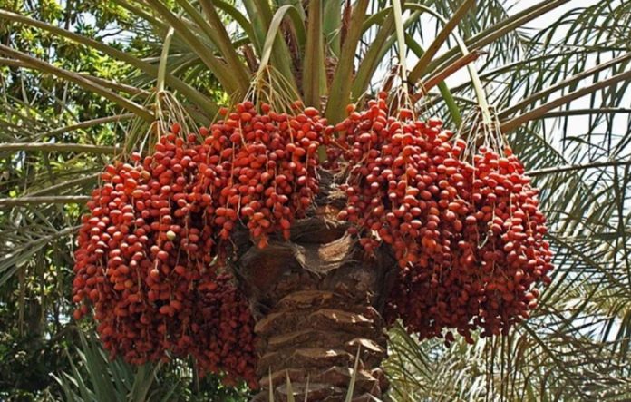 پنجاب میں کھجور کی کاشت کا رقبہ بھی 90ہزارہیکٹر ہے،جامعہ زرعیہ فیصل آباد