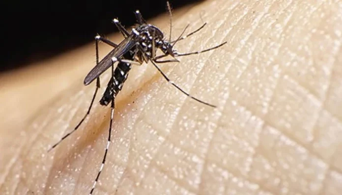 Dengue