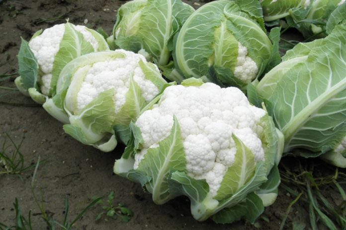 پھول گوبھی