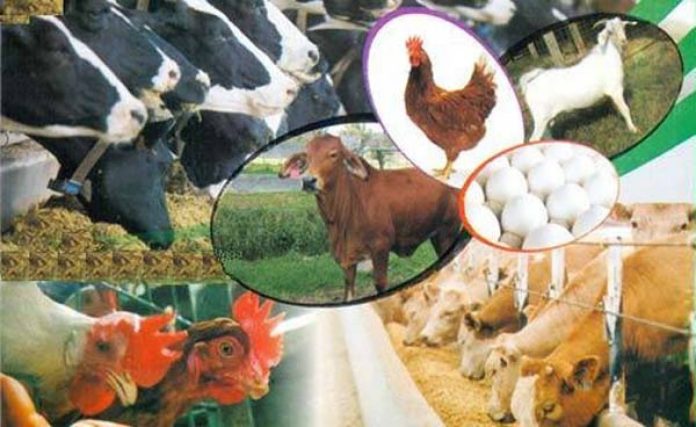 Department of Livestock