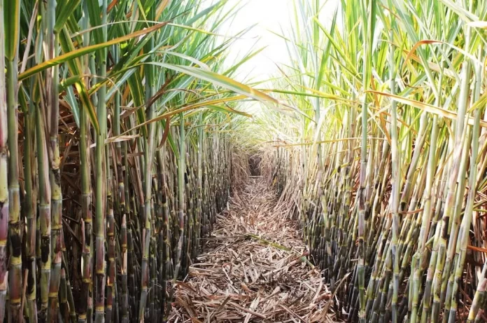 sugarcane