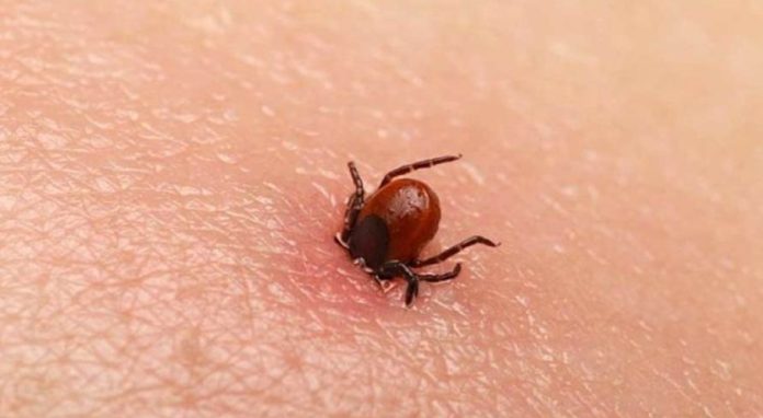 Congo virus