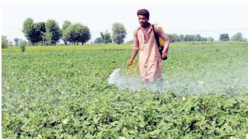 فصلات سے جڑی بوٹیوں کی تلفی کیلئے اچھی طرح نکلی ہوئی دھوپ میں سپرے کریں، محکمہ زراعت پنجاب
