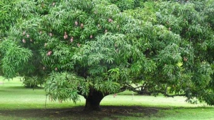 Mango growers