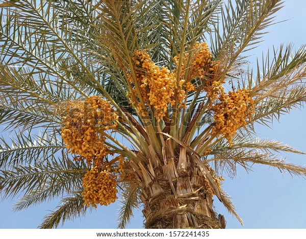 Date Palm Research Institute