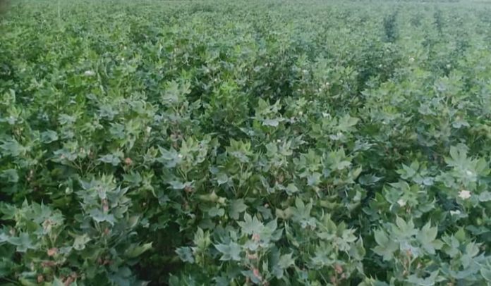 better care of cotton