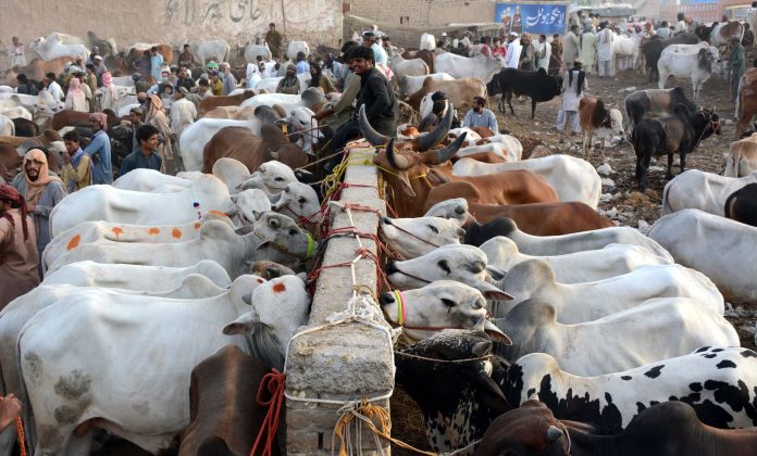 محکمہ لائیو سٹاک و ڈیری ڈویلپمنٹ فیصل آباد