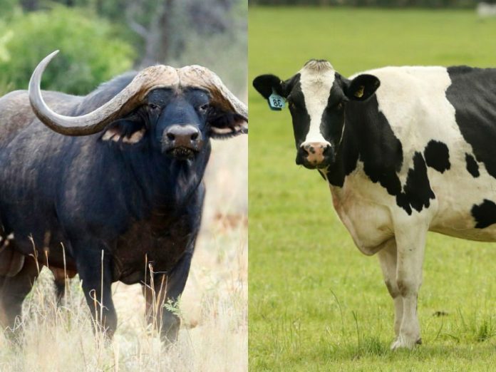 Cows and buffaloes