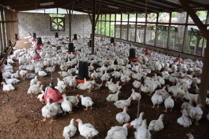 Poultry farmers