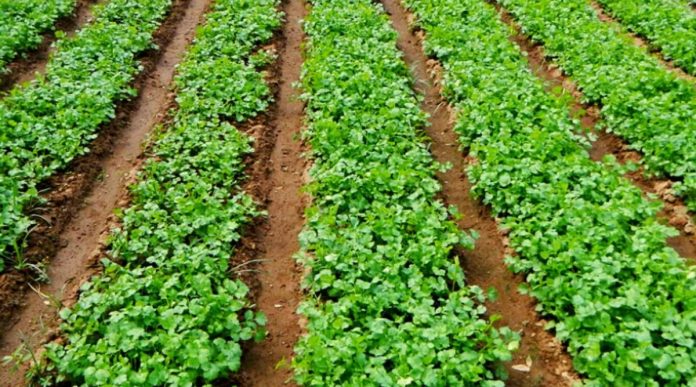 Coriander