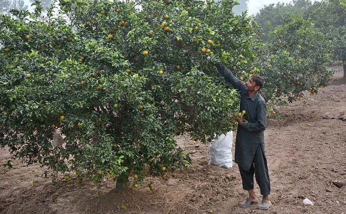 Citrus Fruit Research Institute