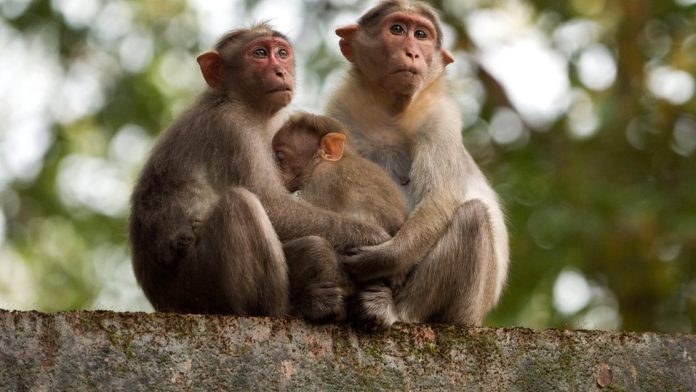 World Monkey Day