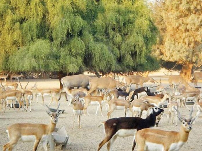 Wildlife