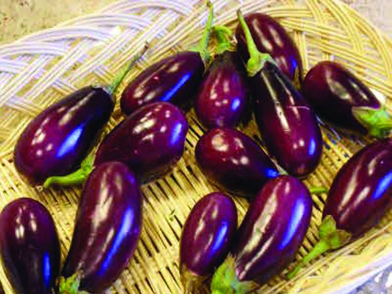 فیصل آباد ،کاشتکاروں کو بینگن کی پنیری کو تنے کے گلاؤ کی بیماری سے بچائو کے لئےفوری اقدامات کی ہدایت