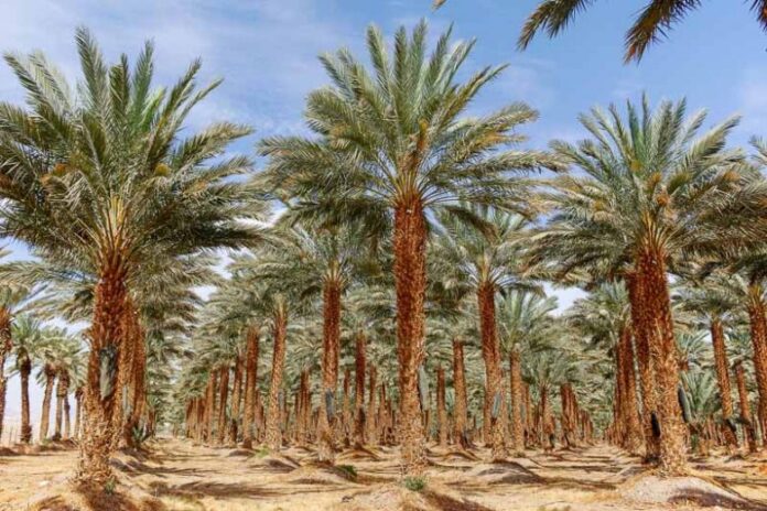 Date plants