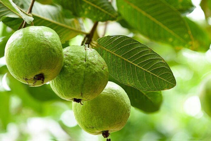 Guava to gardeners