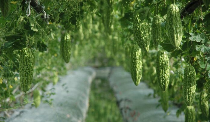 Cultivation of green gourd