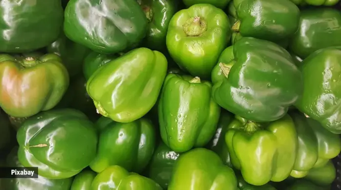 Capsicum