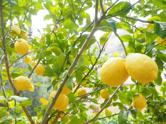 Cultivation of paper lemons