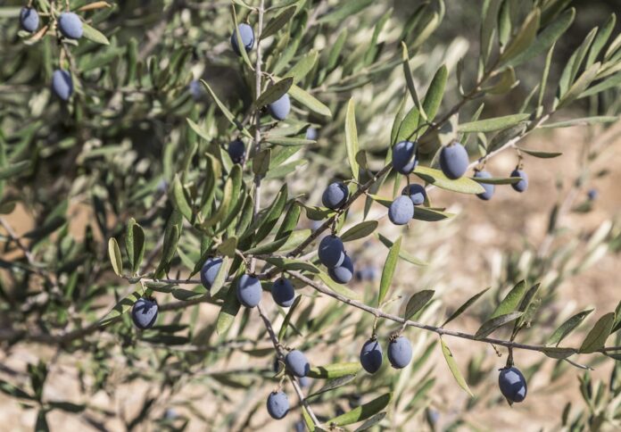 olive cultivation