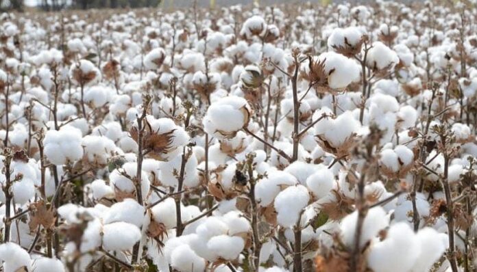 Cotton