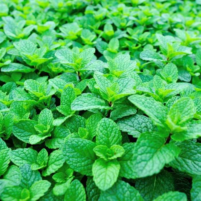 Cultivation of Mint