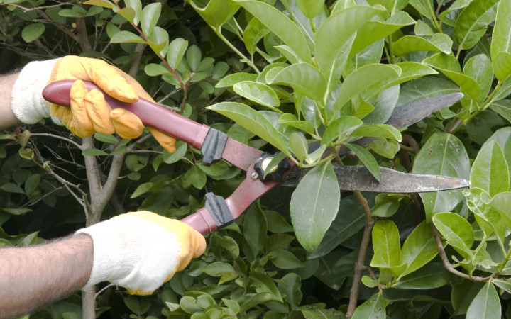 Pruning of plants