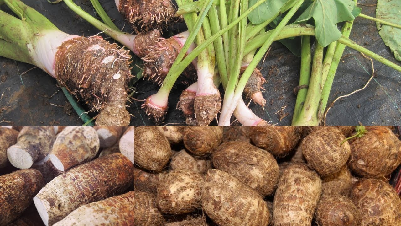 Arvi Cultivation