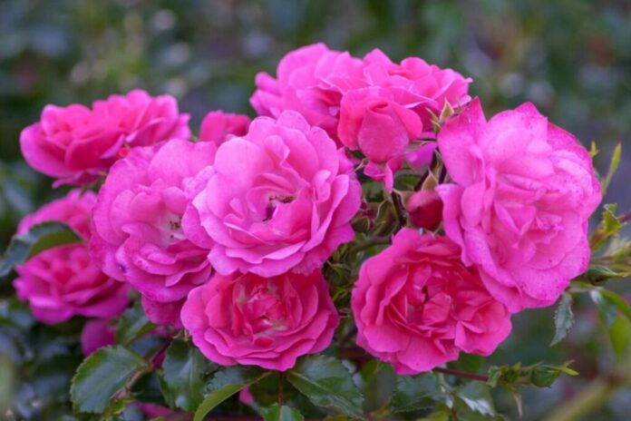 plant roses