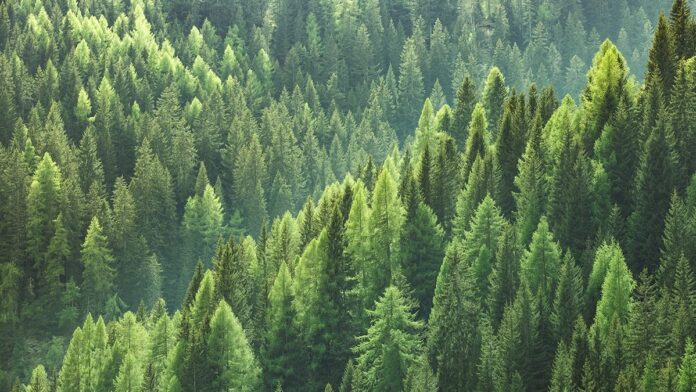 Forests