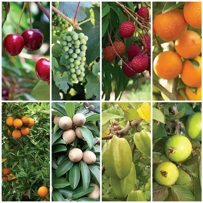 Fruiting plants