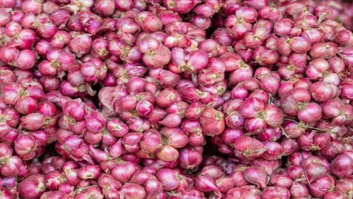 Onion production