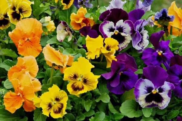 Seasonal flowers