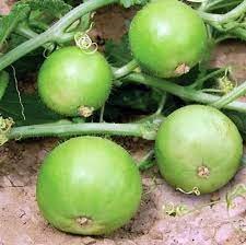 سیالکوٹ،کاشتکاروں کو ٹینڈے کی اگیتی فصل کی کاشت اپریل تک مکمل کرنے کی ہدایت