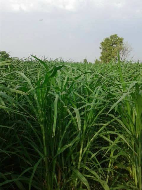 ماٹ گراس سے دودھ اور گوشت کی پیداوار میں اضافہ کیا جاسکتا ہے،ڈاکٹر خالد اقبال