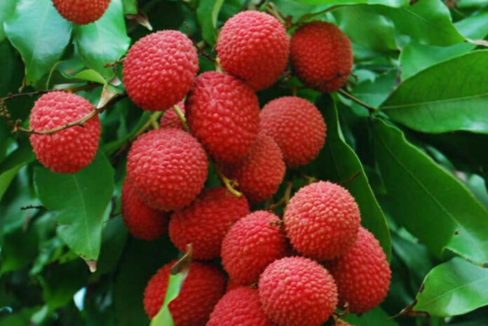 suitable for litchi