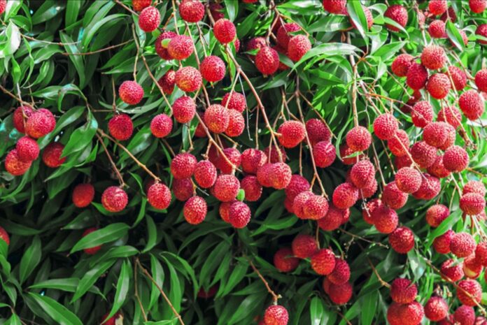 plant litchi plants