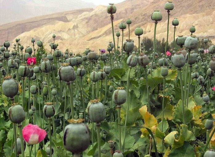 Cultivation of poppy