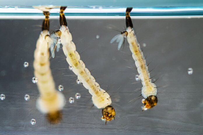 Dengue larvae