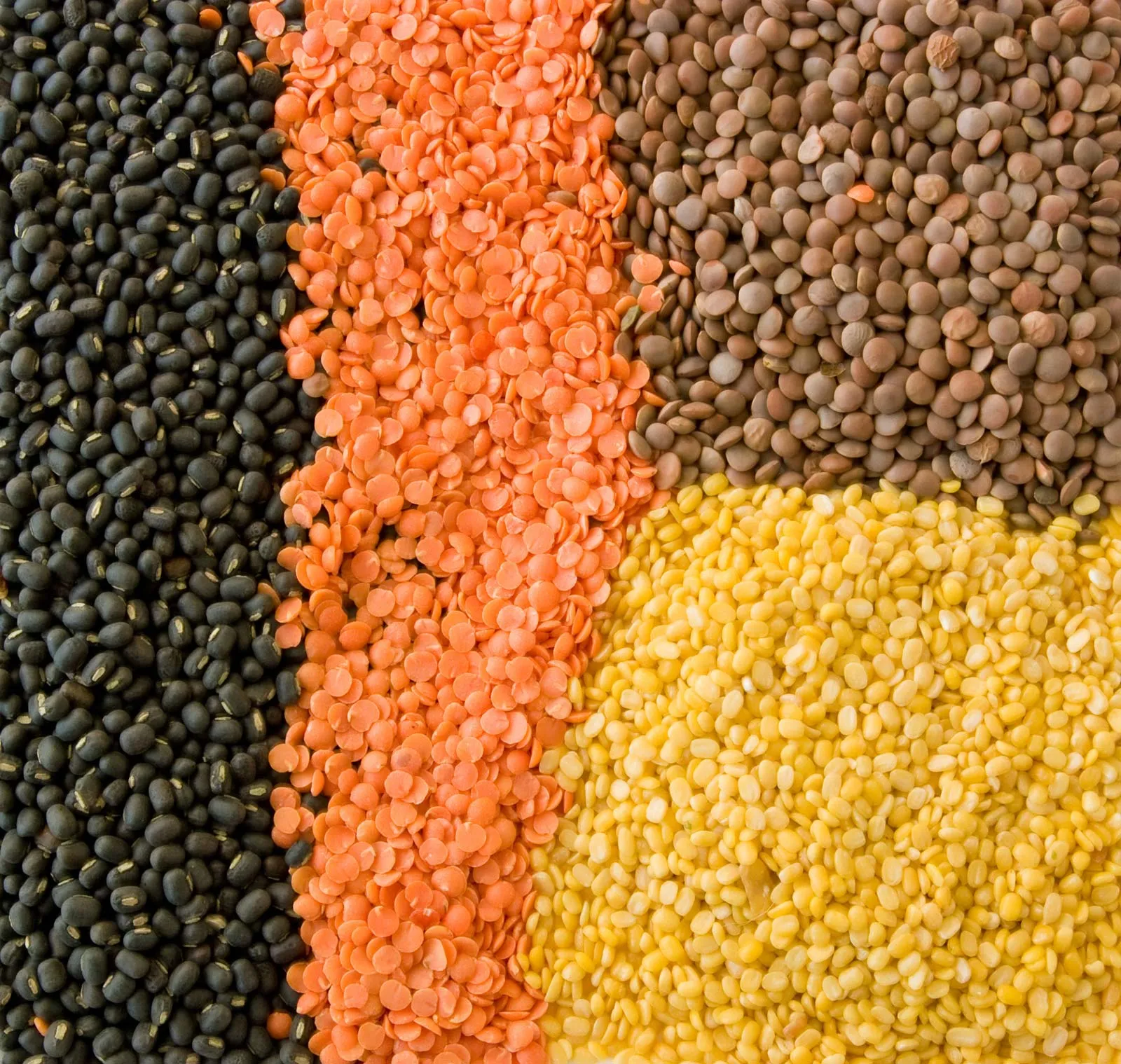 Lentil