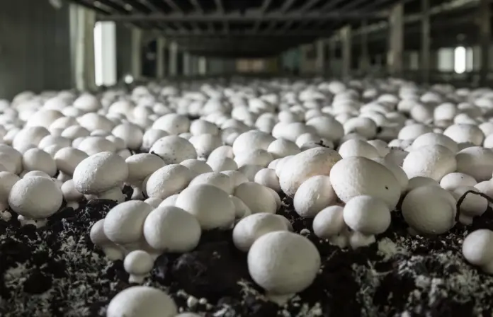 Mushroom Cultivation