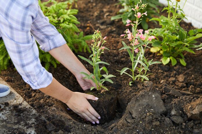 Planting