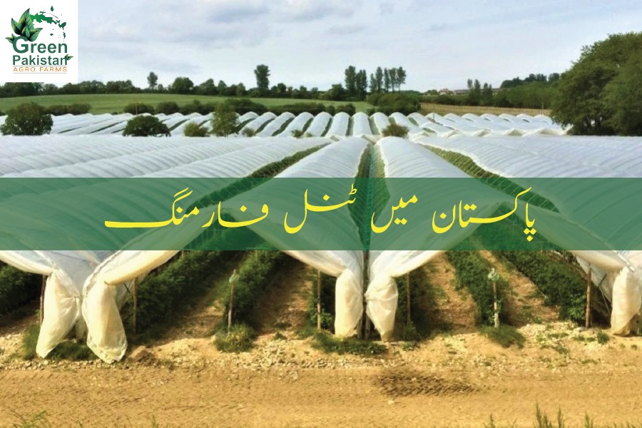 ٹنل فارمنگ کے ذریعے سردیوں کی سبزیاں گرمیوں میں بھی اگائی جا سکتی ہیں، ماہرین زراعت
