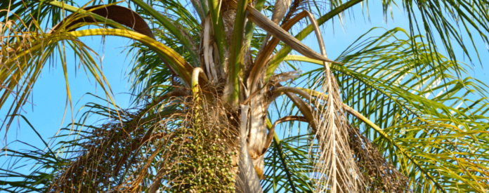 Gardeners should prune palm trees,