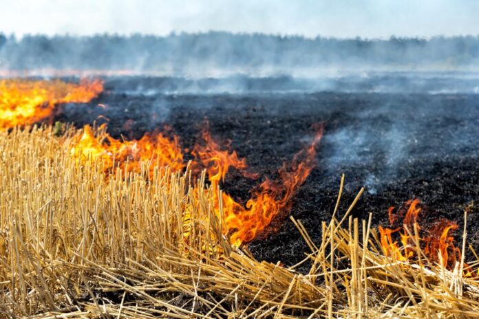 Burning wheat residue
